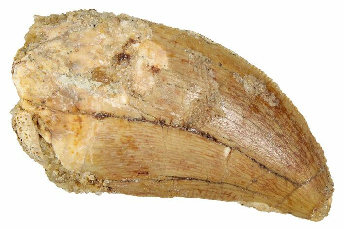 Serrated, Carcharodontosaurus Tooth - Real Dinosaur Tooth #341288